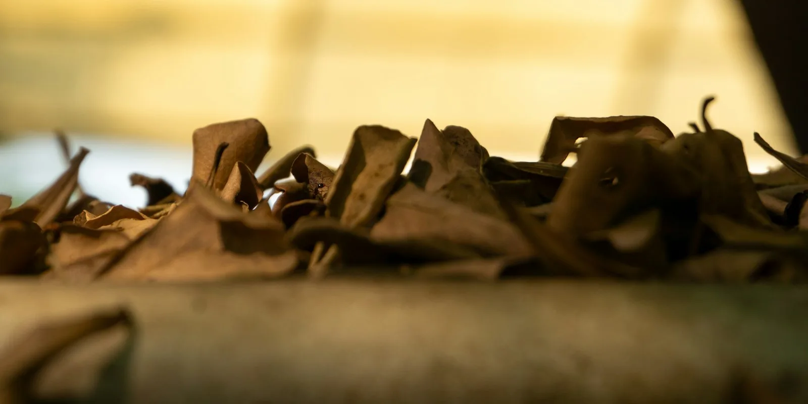Feuilles de thé séchées sur une table en bois